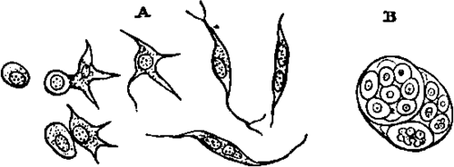 Multiplication of Nucleated Corpuscles.