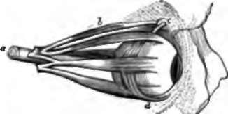 Muscles of the Eyeball, o, Optio nerve; b, superior oblique muscle.