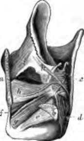 Muscles of the Larynx ; view from the left side behind.