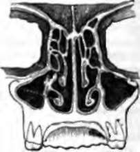 Nasal Foss, transverse vertical section.