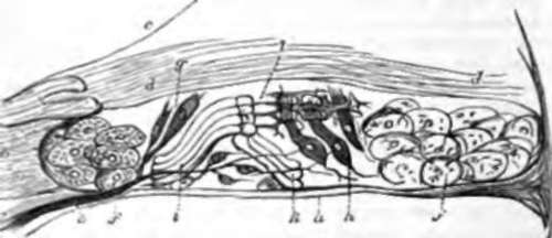 Organ or Corti, diagrammatic view, a, Basilar membrane.