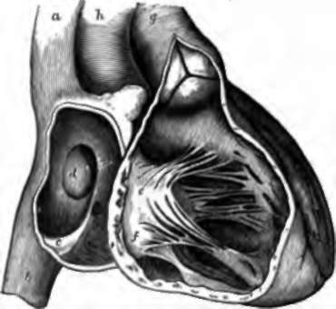 Right Side of the Heart.