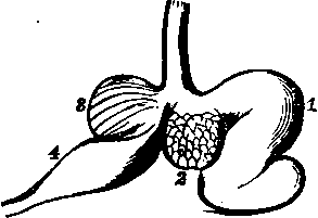 Ruminant Stomach, diagrammatic view.