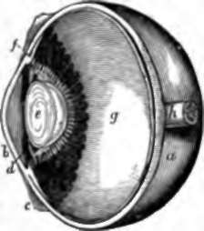 Section of Human Eye.