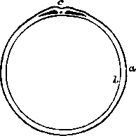 Section of Mammalian Ovum: diagram, a, Outer layer of germinal membrane.