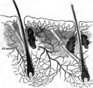 Sectoin of Scalp, showing two roots of hairs.