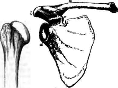 Shoulder, a, clavicle; b, acromion; e, coracoid process; d, glenoid fossa of the scapula; e, humerus.