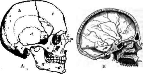 Skull. A, Profile view.