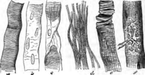 Striped Mdscular Fibre.