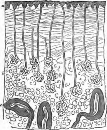 Sweat Glands and Pacinian Corpuscles, a, Papillary surface of corium.