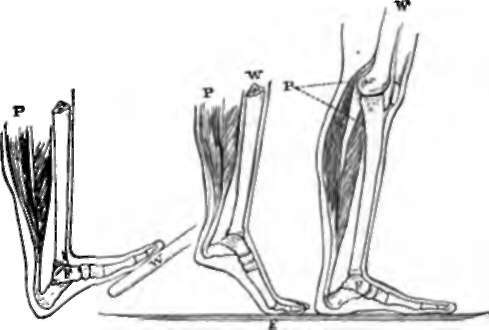 The three Orders of Levers, illustrated in the Foot.