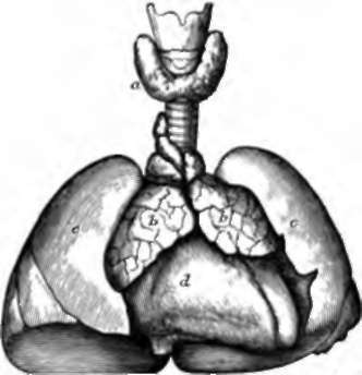 TnvroiD and Thymus Bodies, three months before birth.