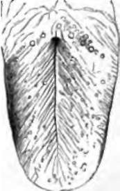 Tongue, showing the circumvallate papillae near the root, and the fungiform scattered over the surface.