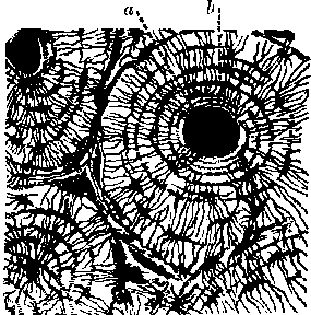 Transverse Section of Compact osseous Tissue, a. Haversian canal; b, lacun in concentric rings.