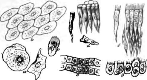 Varieties of Epithelium, a, separate squamous cells from mouth; b, from serous membrane.