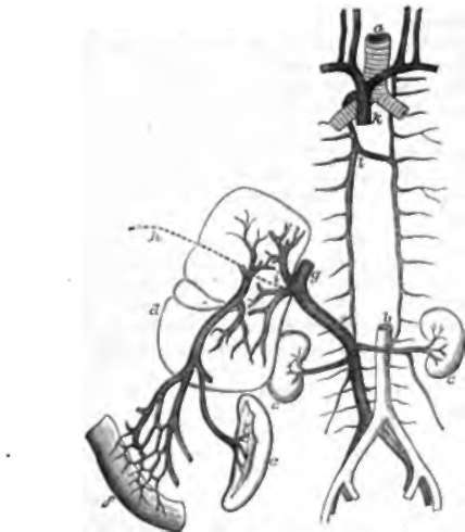 Venous System, diagrammatic view, a, Trachea dividing into the two bronchi.
