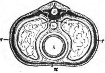 A diagrammatic section across the body in the chest region.