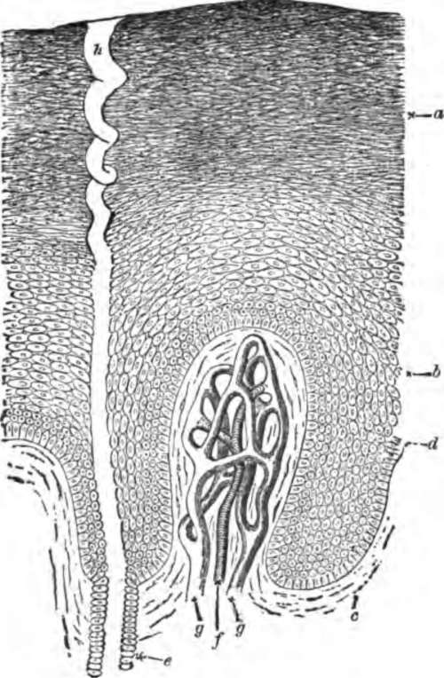 A section through the epidermis, somewhat diagrammatic, highly magnified.