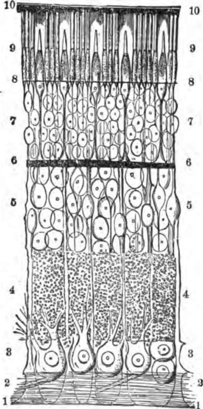 A section through the retina from its anterior or inner surface.