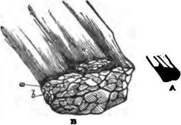 A small bit of muscle composed of four primary fasciculi.