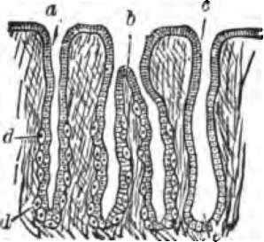 A thin section through the gastric mucous membrane.