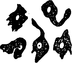 A white blood corpuscle, sketched at successive intervals of a few seconds.
