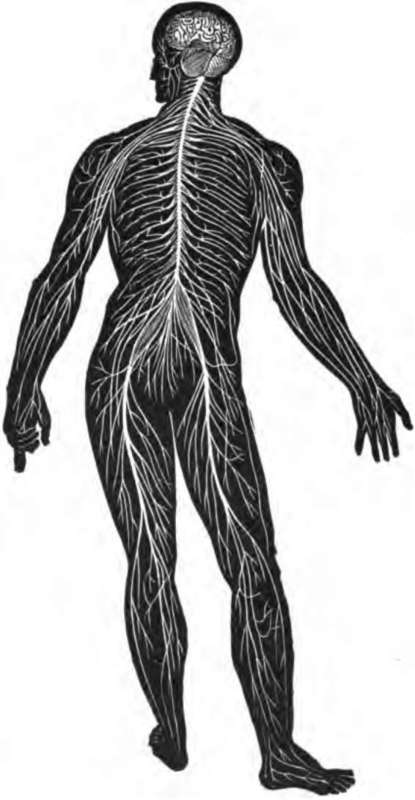 Diagram Illustrating the general arrangement of the nervous system.