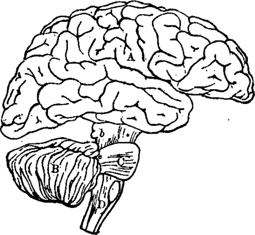 Diagram illustrating the general relationships of the parte of the brain.