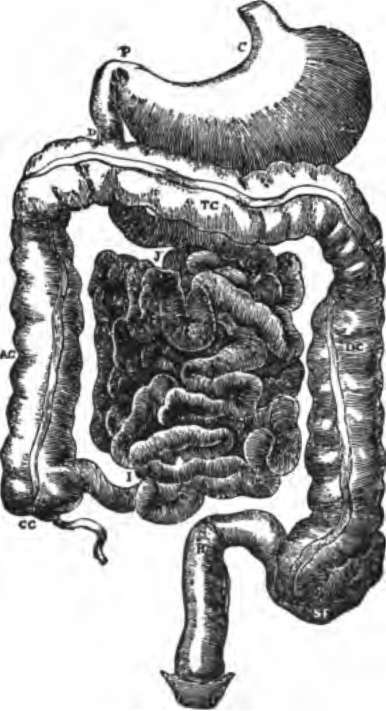 Diagram of abdominal part of alimentary canal.