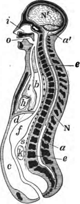 Diagrammatic longitudinal section of the body.