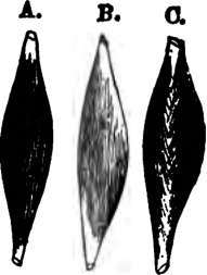 Diagrams illustrating, a,typical mus cle with a central belly and two terminal tendons.