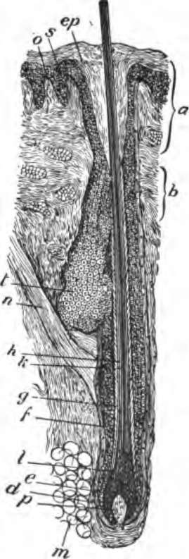 Ep, horny layer of epidermis, lining mouth of follicle and continued down it.