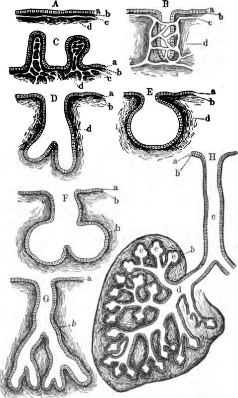 Forms of Glands. A, a simple secreting surface.