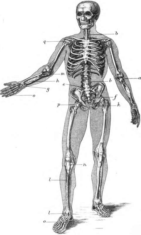 PLATE I. Ran bones, joints, and ligaments.