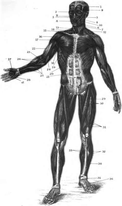 PLATE II. THE SUPERFICIAL MUSCLES OF THE FRONT OF THE BODY.