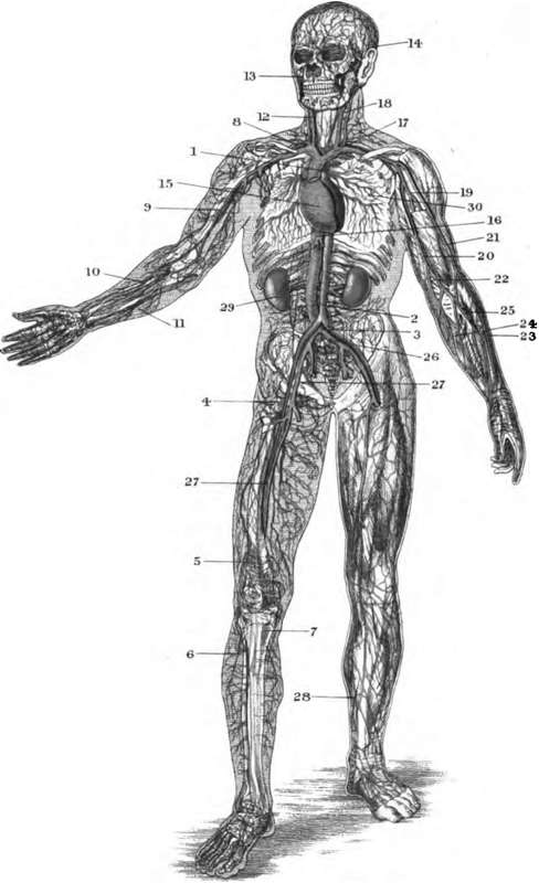 PLATE IV. THE CHIEF ARTERIES AND VEINS OF THE BODY.