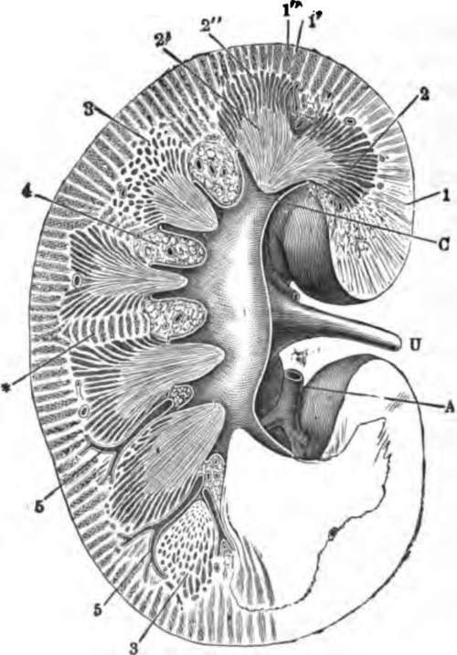 Section through the right kidney from its outer to its inner border.