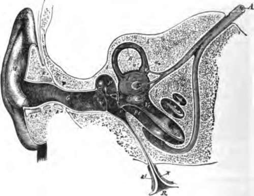 Semi diagrammatic section through the right ear.