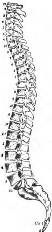 Side view of the spinal column.