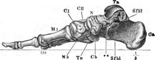 The bones of the foot. Ca, Calcaneum, or heel bone.