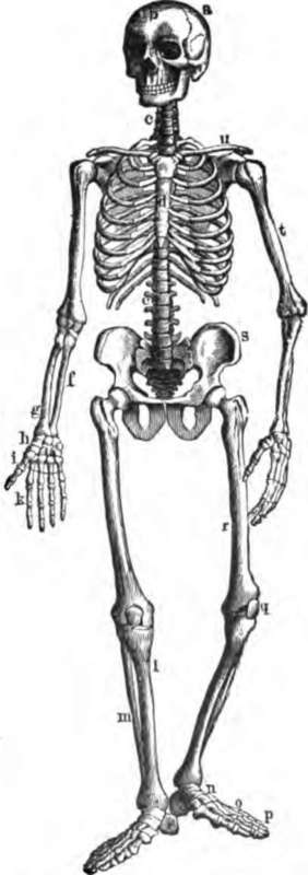 The bony and cartilaginous skeleton.