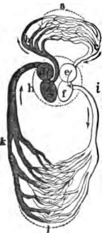 The heart and blood vessels diagrammatically represented.