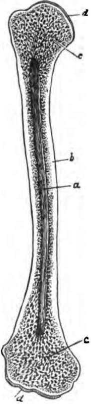 The humerus cut open, a, marrow cavity; b, hard bone; c, spongy bone; d, cartilage.