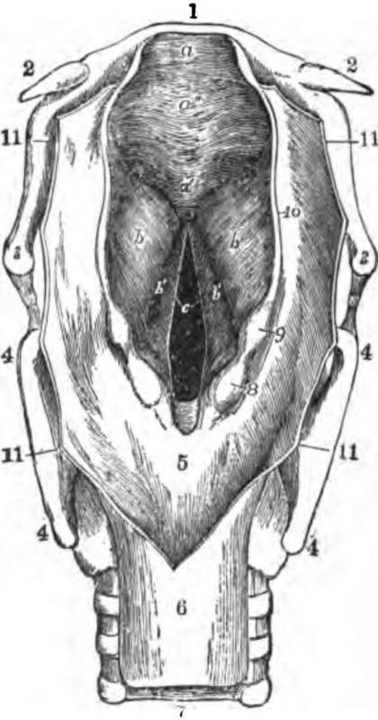 The larynx viewed from its pharyngeal opening.