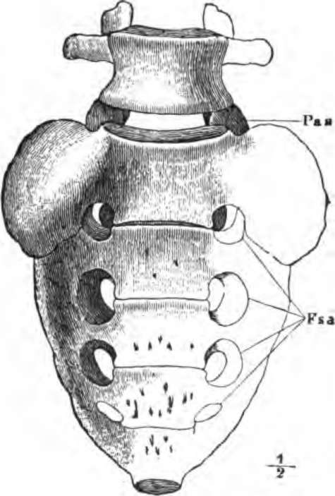 The last lumbar vertebra and the sacrum seen from the ventral side.