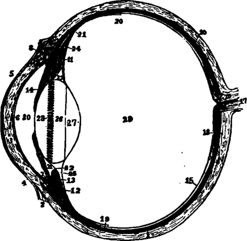 The left eyeball in horizontal section from before back.