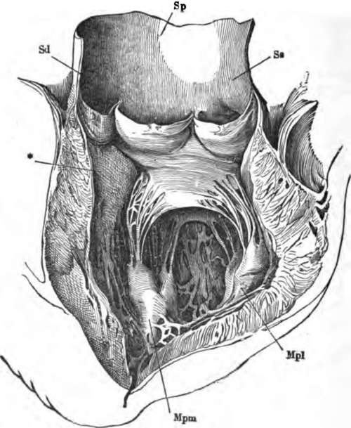 The left ventricle and the commencement of the aorta laid open Mpm Mpl.