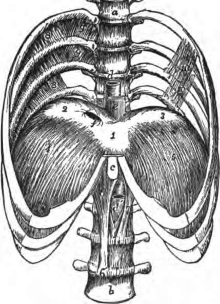 The lower half of the thorax, with four lumbar vertebra, showing the diaphragm from above.
