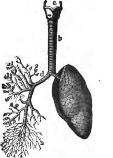 The lungs and air passages seen from the front.