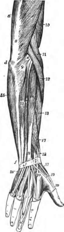 The muscles on the back of the hand, forearm, and lower half of the arm, as exposed on dissecting away the skin.